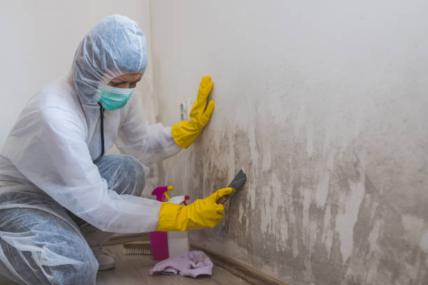 Best HVAC Mold Inspection and Cleaning  in Zellwood, FL
