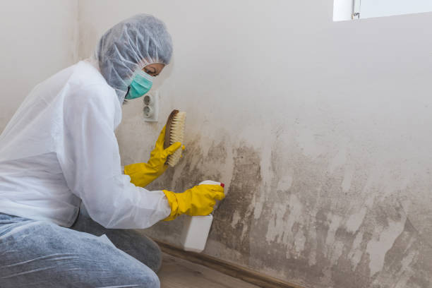 Best Mold Damage Restoration  in Zellwood, FL