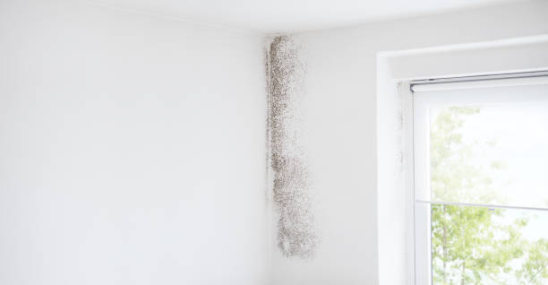 Mold Remediation for Rental Properties in Zellwood, FL