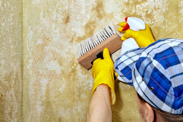 Best Emergency Mold Remediation  in Zellwood, FL