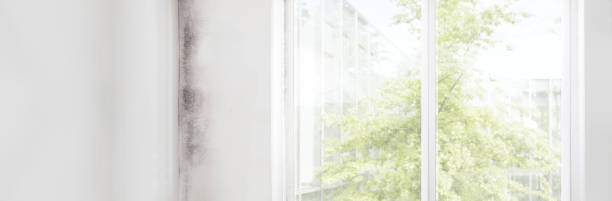 Best Air Quality Testing for Mold Spores  in Zellwood, FL