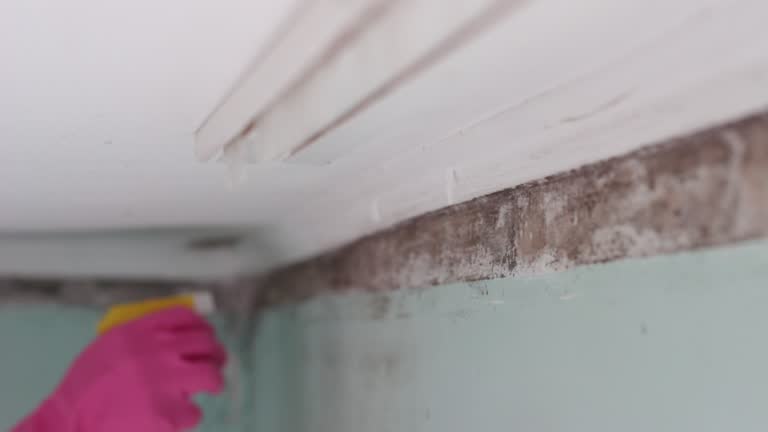 Mold Odor Removal Services in Zellwood, FL